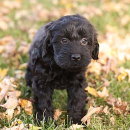 Gertie - Black female Whoodle puppy in West Bend, Iowa from Blue Skies Terriers