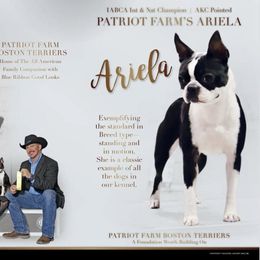 Ariela - Boston Terrier