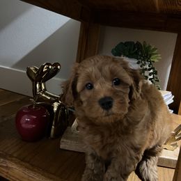 Maltipoo Puppies from Jessica's Maltipoos