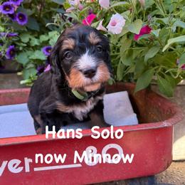 Minnow - Tri-color male Bernedoodle puppy in Rochester, Minnesota from Marbel Wood Doodles
