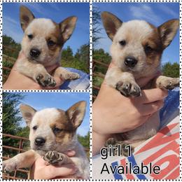 Girl 1 - Red mottled female Australian Cattle Dog puppy in Bradford, Arkansas from Cedar Rock Heelers and Kelpies