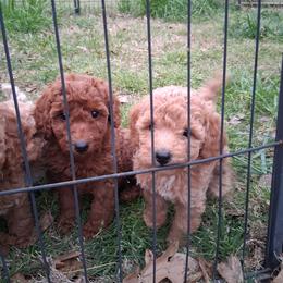 Red collar boy - Red  male Poodle puppy in Hogansville, Georgia from Grace Colt Farms