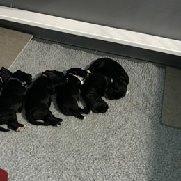 Portuguese Water Dog Puppies from Up A Creek Kennels