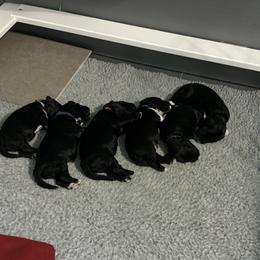 Portuguese Water Dog Puppies from Up A Creek Kennels