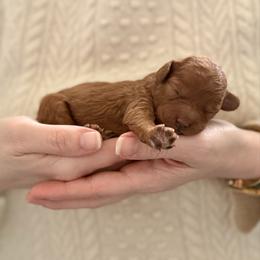 Boy  1 - Red male Cavapoo puppy in Kalamazoo, Michigan from Sleeping Bear Kennels