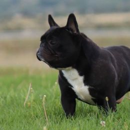 Skunk - French Bulldog