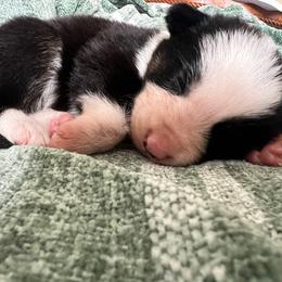 Koda - Female - Black and white female Border Collie puppy in Avery, Texas from Willa Creek Border Collies
