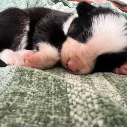 Koda - Female - Black and white female Border Collie puppy in Avery, Texas from Willa Creek Border Collies