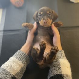 Dulce - Chocolate and tan Dachshund puppy in Chico, California from Hursh’s Hounds