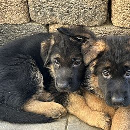 German Shepherd Puppies from GSD Vom Haus