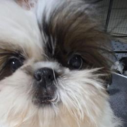 Mystic - Red and white female Shih Tzu puppy in Riverside, California from Raincross Shih Tzu