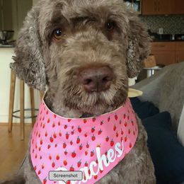 Portuguese Water Dog All Grown Up from Chien D’Eau Portuguese Water Dogs