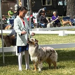 Koa - Australian Shepherd
