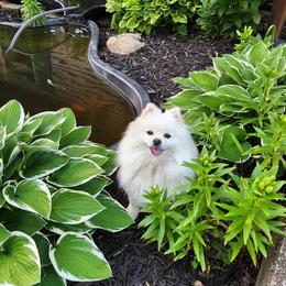 Ava - Pomeranian