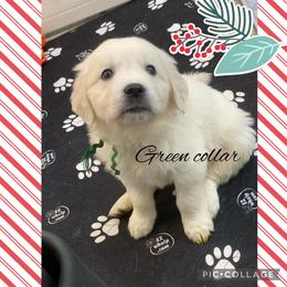 Dachshund and Golden Retriever Puppies from Charmm Dachshunds & English Cream Golden Retrievers