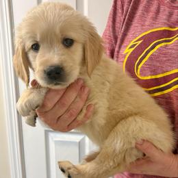 Blue - Light golden male Golden Retriever puppy in Seville, Ohio from Retriever Ranch