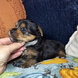 Boy 2 (gray) - Black and gold male Yorkshire Terrier puppy in New Albany, Mississippi from Hardy Kennel