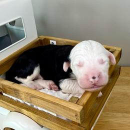 Tratter Pull - Black and white male Sheepadoodle puppy in Adams, Nebraska from Boxcar Doodles and Poodles