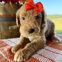 Sandy - Apricot female Goldendoodle puppy in Wyandotte, Oklahoma from Goldendoodles of NE OK