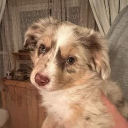 Blaise - Red merle male Toy Australian Shepherd puppy in Covington, Pennsylvania from Rigas Mini Aussies LLC