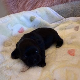Female 2 - Black female Shih Tzu puppy in Success, Missouri from Sweet Success