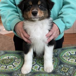 Australian Shepherd Puppies from Audacity Australian Shepherds