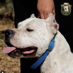 Kissa - Dogo Argentino