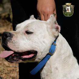 Kissa - Dogo Argentino
