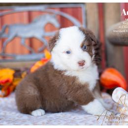 Addie - Red Tri Female - Red tri-color female Australian Shepherd puppy in Red Bud, Illinois from Authentic Aussies