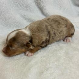 Hank Williams - Red merle male Australian Shepherd puppy in Beach City, Texas from Salt N Sass Aussies