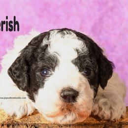 Cherish - Parti female Poodle puppy in Saint Cloud, Minnesota from Grace Kennel