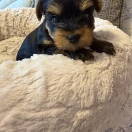 Paris - Black and gold female Yorkshire Terrier puppy in Dublin, California from Michelle’s Yorkies