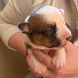 Boy 1 - Red and white male Cardigan Welsh Corgi puppy in Buskirk, New York from Hana-K’s Cardigan Welsh Corgis