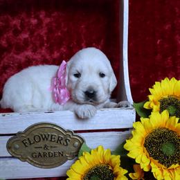 2nd Pick Female Girl - Light golden female Golden Retriever puppy in Pasadena, Maryland from Promise Land