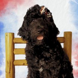 Porsche - Black and white female Aussiedoodle puppy in Springfield, Missouri from Aspen River Doodles