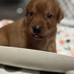 Male 4 - Yellow male Labrador Retriever puppy in Wardensville, West Virginia from Sager’s Labrador Puppies