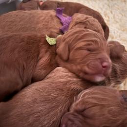 Green - Red  female Goldendoodle puppy in Guntersville, Alabama from Carefree Goldendoodles