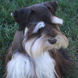 Miniature Schnauzer puppies from Rpuppies