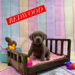 Redwood - Silver male Dilute Retriever puppy in Forest City, Iowa from Helm Labs
