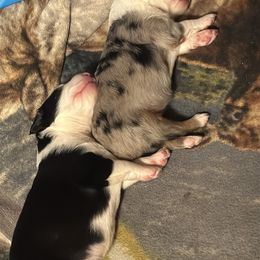 Toy Australian Shepherd puppies from Brickell Farms