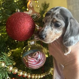 Dachshund All Grown Up from RVA Dachshunds