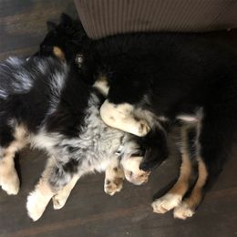 Australian Shepherd All Grown Up from K & R Australian Shepherds