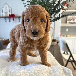 Sugar Plum - Apricot female Goldendoodle puppy in Brooksville, Florida from Abby’s Standard Goldendoodles