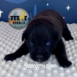Voodoo - Black male Australian Shepherd puppy in Tucson, Arizona from TTTNT Aussies
