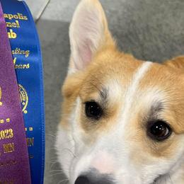 German Shepherds and Pembroke Welsh Corgis from Querencia German Shepherds and Corgis