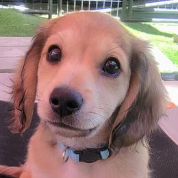 Macaroni - Cream male Dachshund puppy in Parma, Idaho from Terracane Dachshunds & Sunwell Golden Retrievers