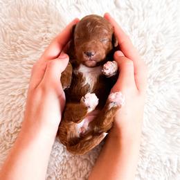 Autumn - Red  female Poodle puppy in Kissimmee, Florida from Poodle Doodle Kennels