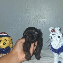 Boy 1 - Black gold and white male Shih Tzu puppy in Birmingham, Alabama from K&D kennels