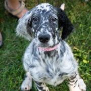 English Setter Puppies from Rivendell English Setters