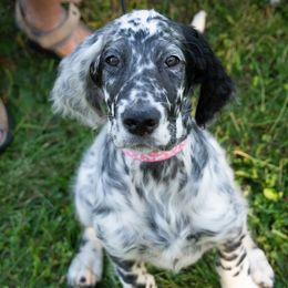 English Setter Puppies from Rivendell English Setters